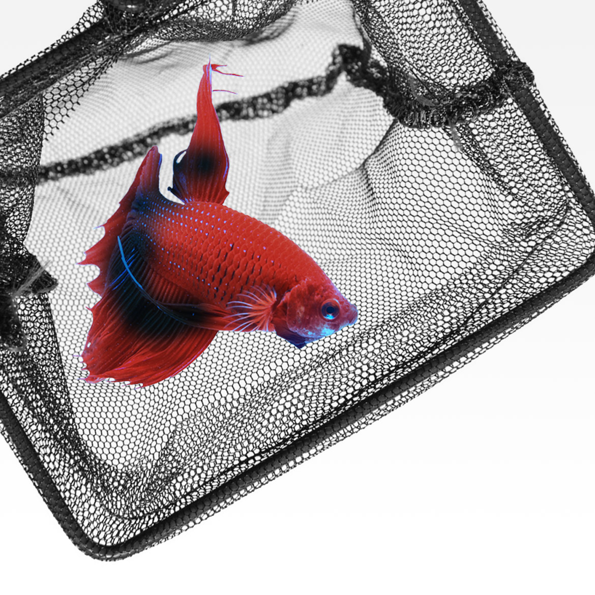 sera fish nets - fine